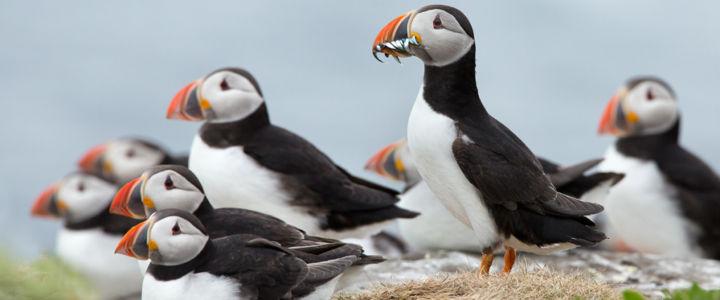 Puffins picture